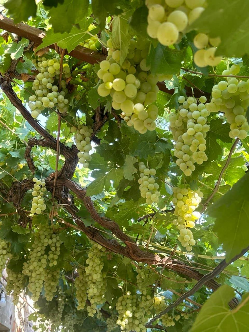 B&B Ruzan Yeghegnadzor Dış mekan fotoğraf